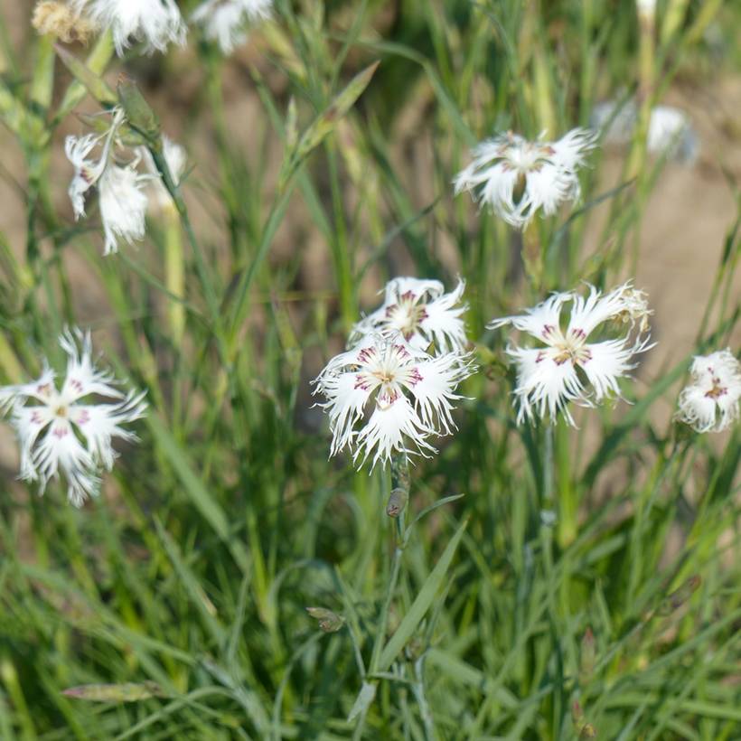 Graines d'Œillet vivace des sables - Dianthus arenarius le sachet de 200 graines environ (0,2g)