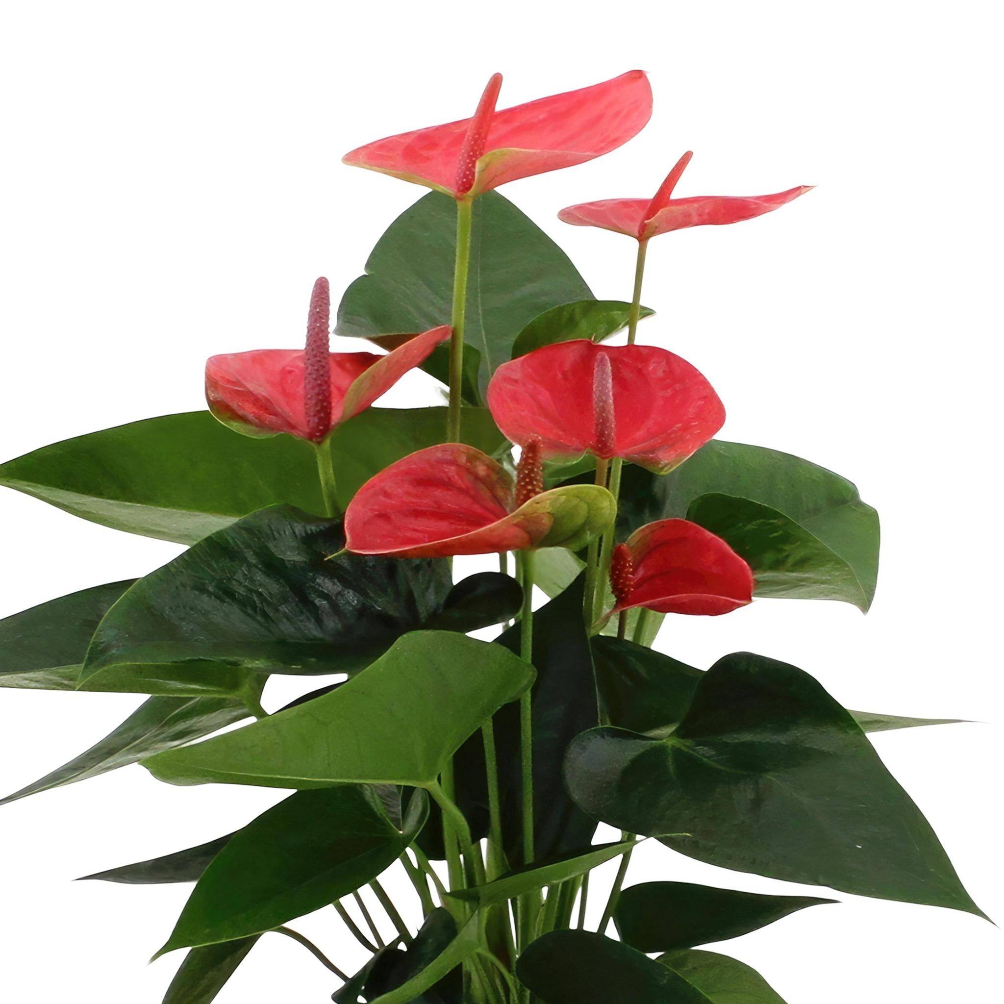 La Green Touch - Anthurium andreanum Sweet Dream et son pot- La Green Touch Crème - Hauteur 45cm - Imagen 3