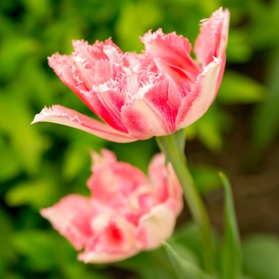 Promesse de Fleurs - Tulipe dentelée double Crispion Sweet Bulbe calibre 11+ (par 6)