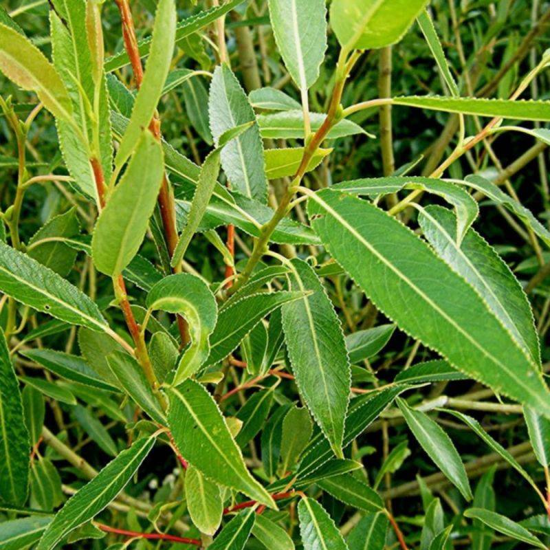 Saule fragile (Salix fragilis) - Godet - Taille 13/25cm - Pépinières Naudet