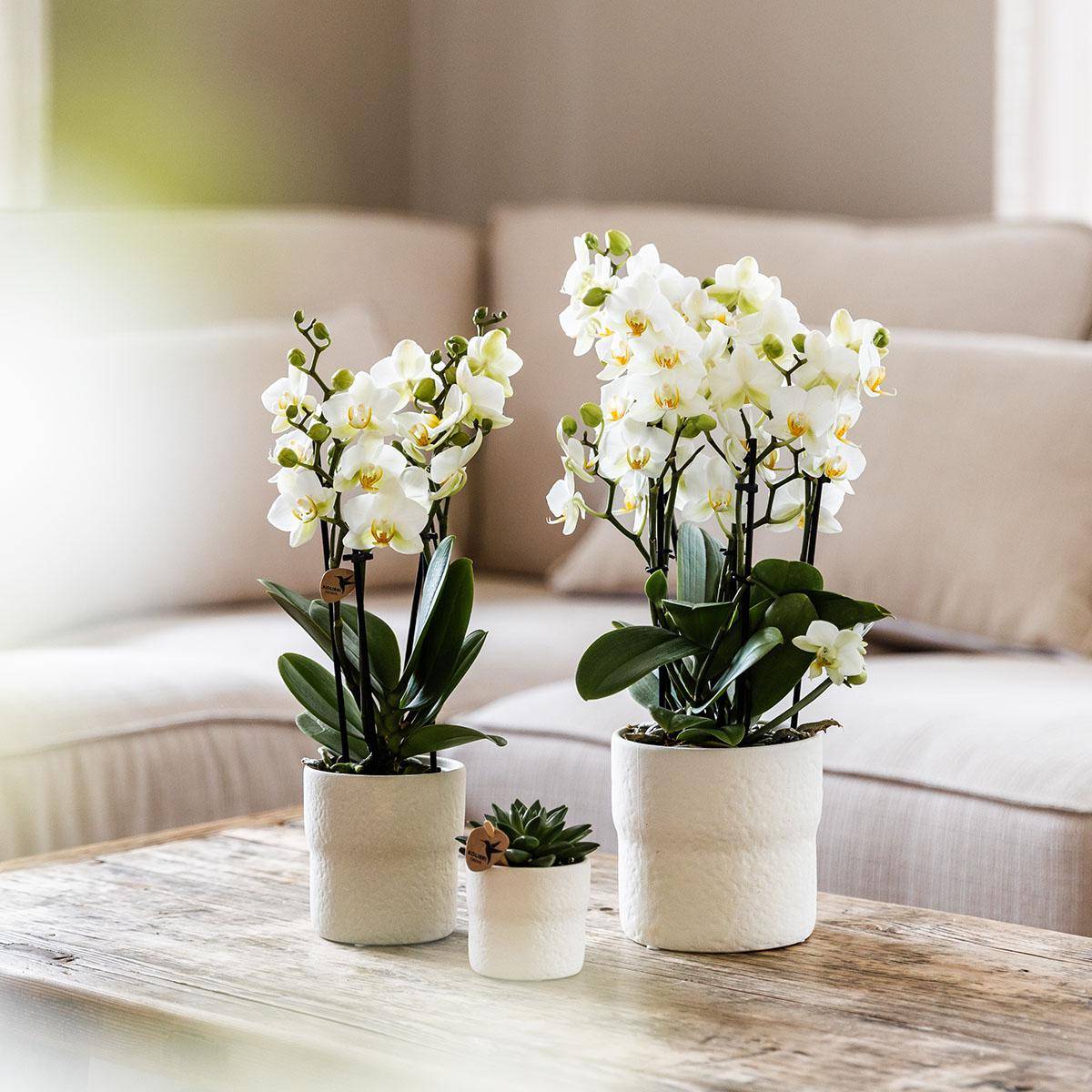 La Green Touch - Orchidée Phalaenopsis Blanche - D12 H40cm - Image 4