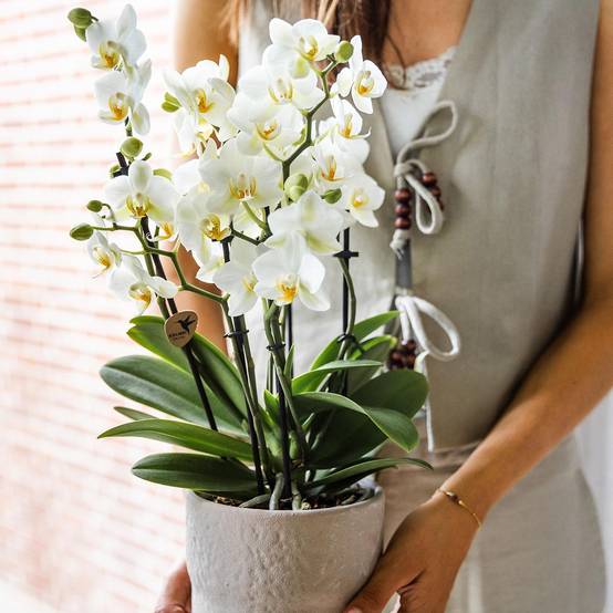 La Green Touch - Orchidée Phalaenopsis Blanche - D12 H40cm - Image 3