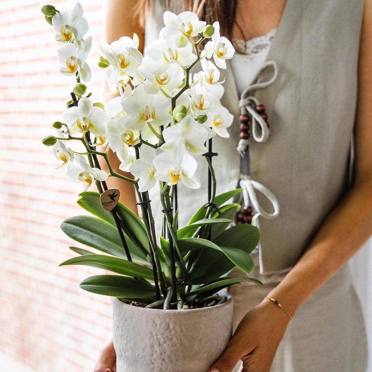 La Green Touch - Orchidée Phalaenopsis Blanche - D12 H40cm - Image 3
