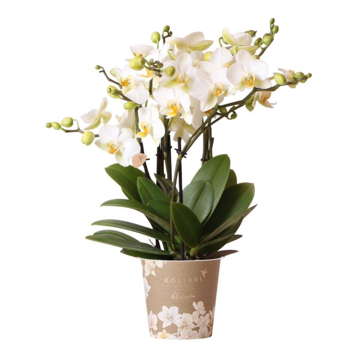 La Green Touch - Orchidée Phalaenopsis Blanche - D12 H40cm - Image 1