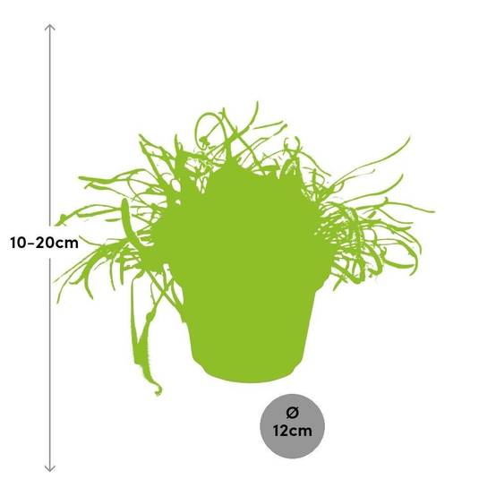 Drosera Capensis 17cm - Plante d'intérieur- La Green Touch - Image 4