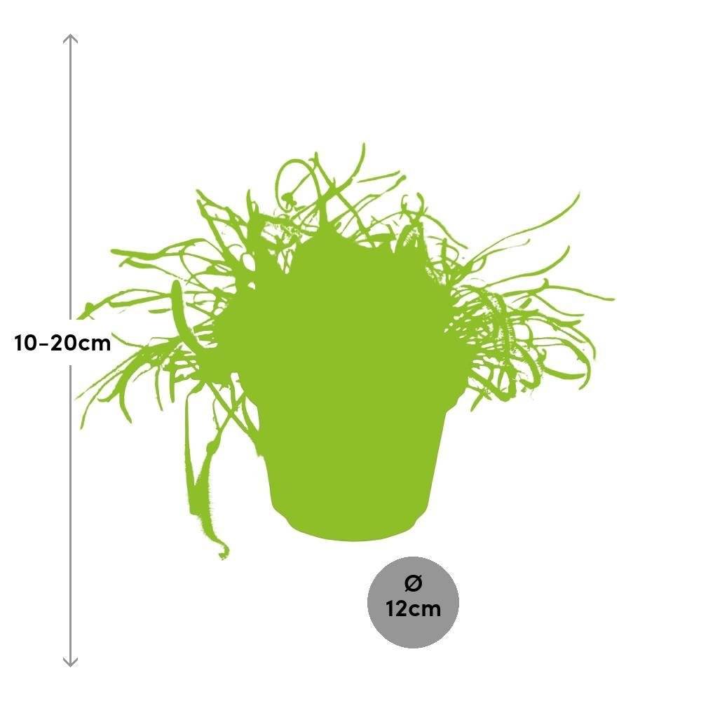 Drosera Capensis 17cm - Plante d'intérieur- La Green Touch - Image 4