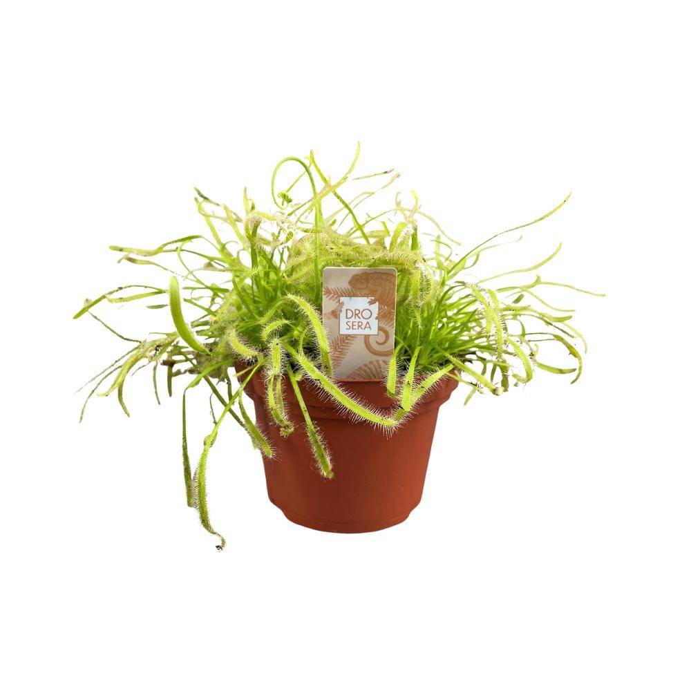 Drosera Capensis 17cm - Plante d'intérieur- La Green Touch