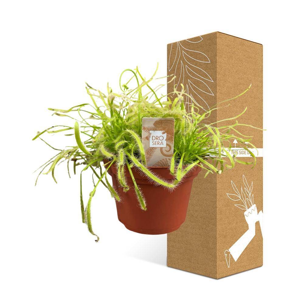 Drosera Capensis 17cm - Plante d'intérieur- La Green Touch - Image 5