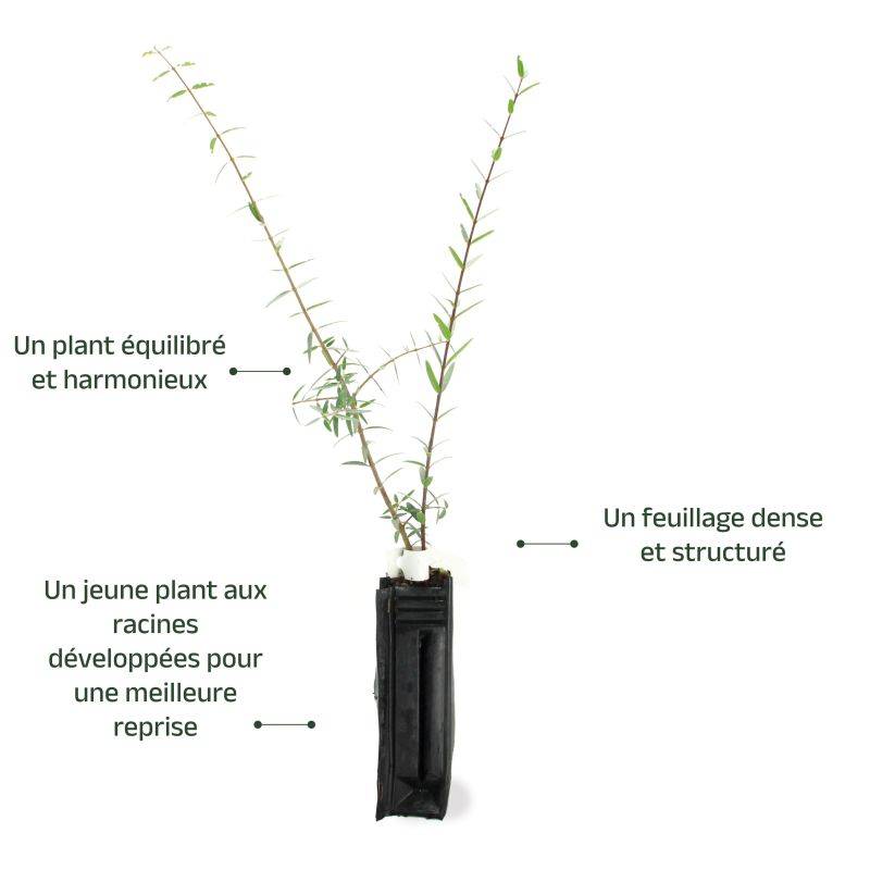 Filaire à feuilles étroites (Phillyrea augustifolia) - Godet - Taille 20/40cm - Pépinières Naudet - Image 3