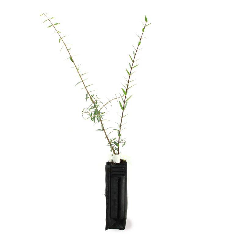 Filaire à feuilles étroites (Phillyrea augustifolia) - Godet - Taille 20/40cm - Pépinières Naudet - Image 2