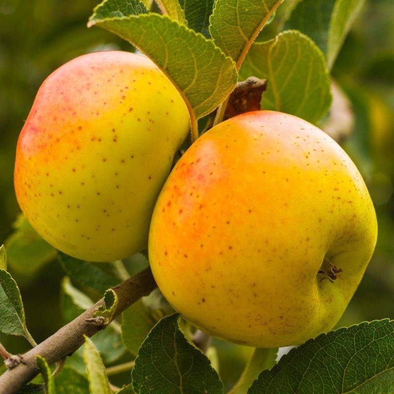 Pommier 'Reinette Clochard' (Malus domestica 'Reinette Clochard') - Scion de 100cm - Pépinières Naudet - Imagen 1