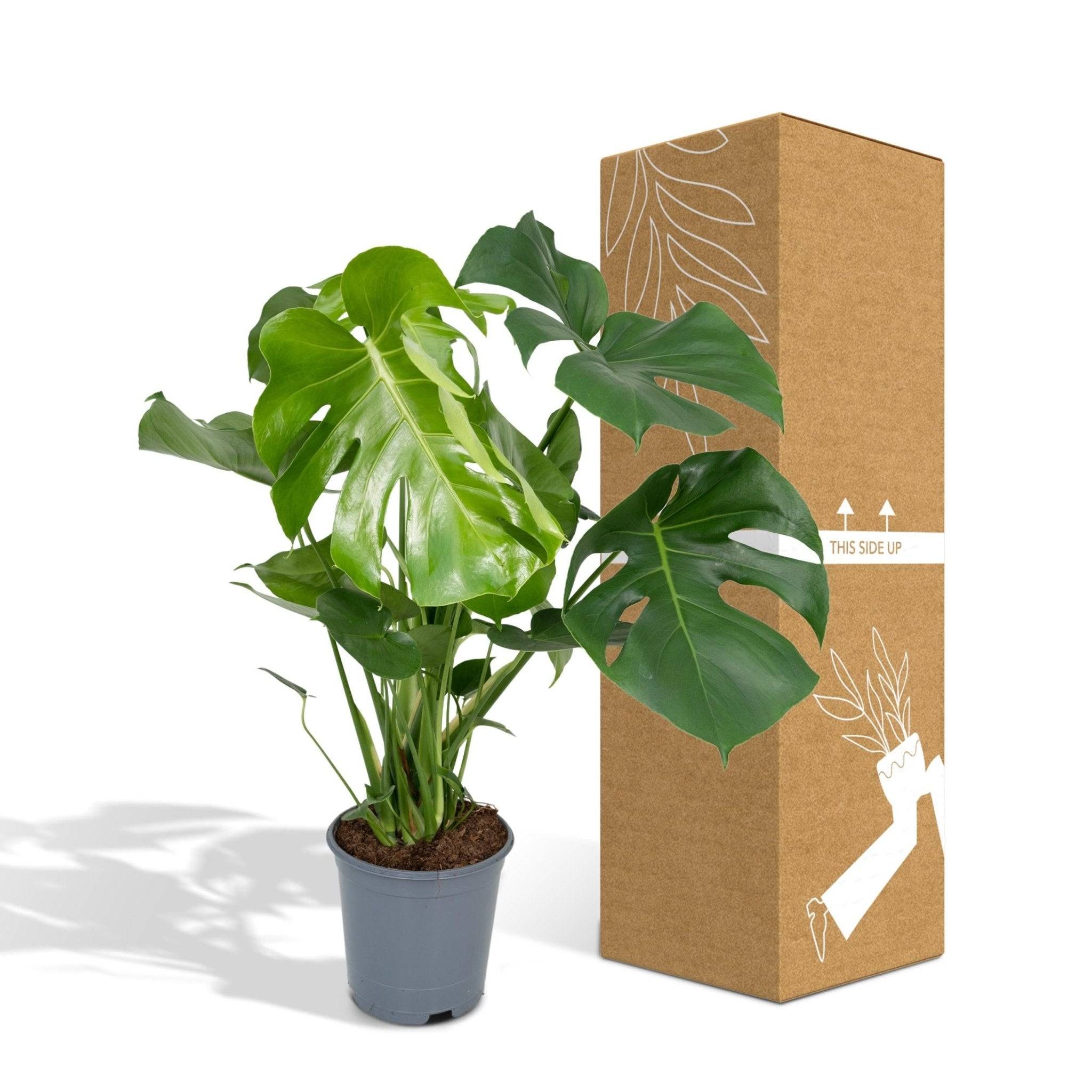 Monstera Deliciosa 65cm - Plante d'intérieur- La Green Touch - Imagen 5