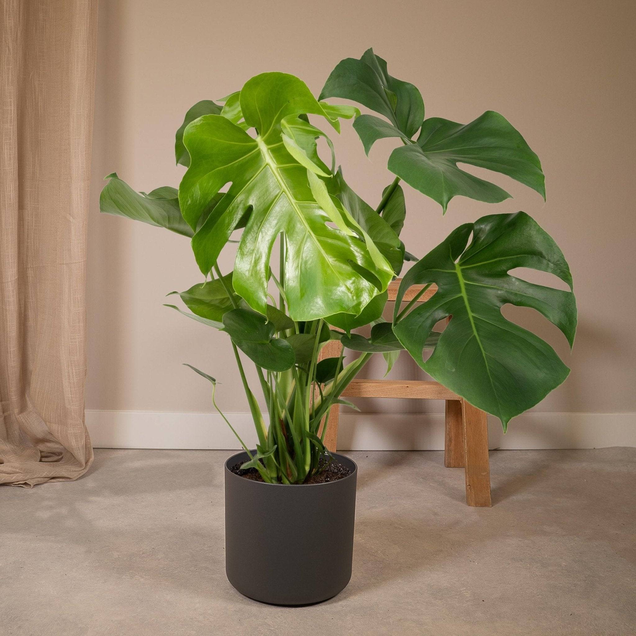 Monstera Deliciosa 65cm - Plante d'intérieur- La Green Touch - Imagen 2