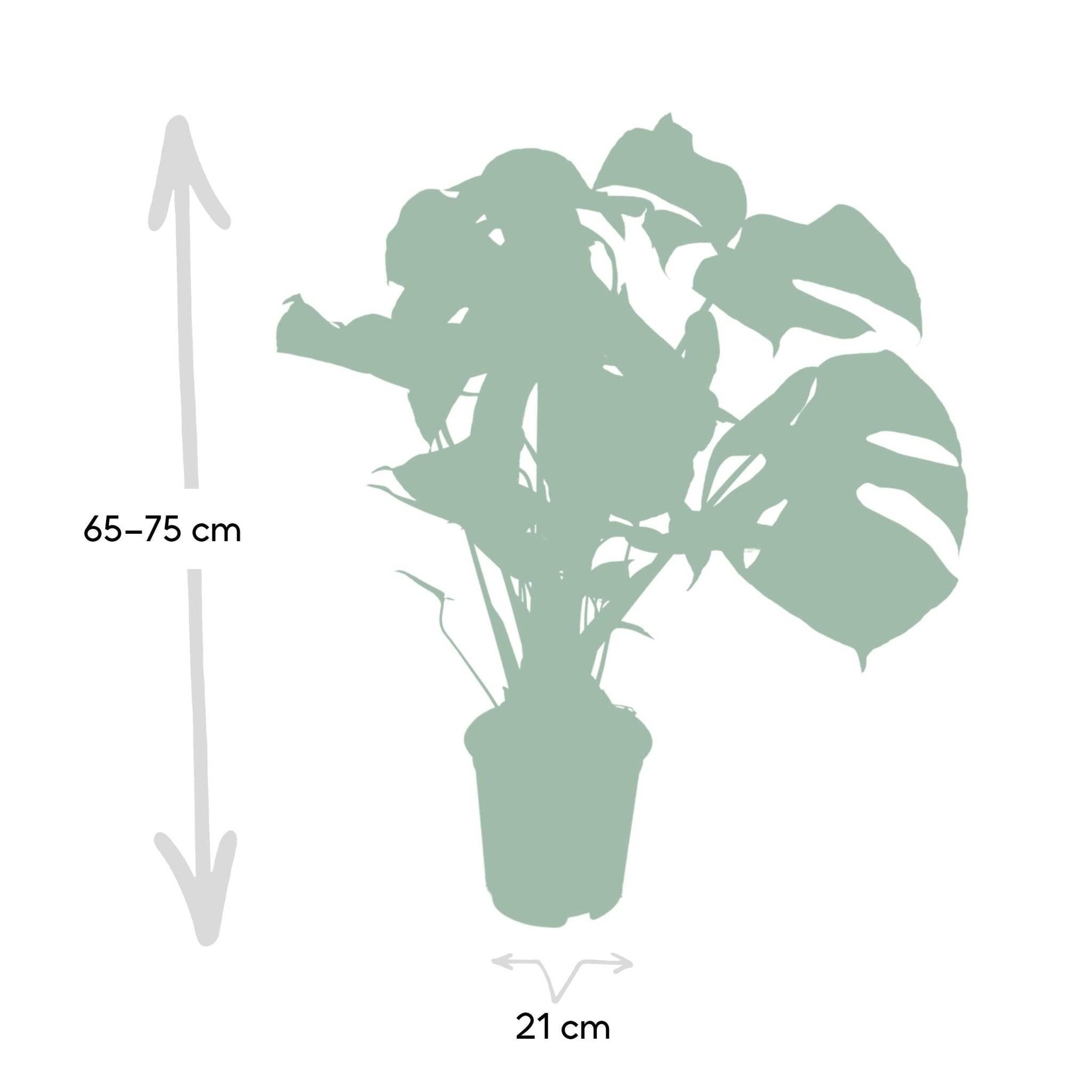 Monstera Deliciosa 65cm - Plante d'intérieur- La Green Touch - Imagen 4