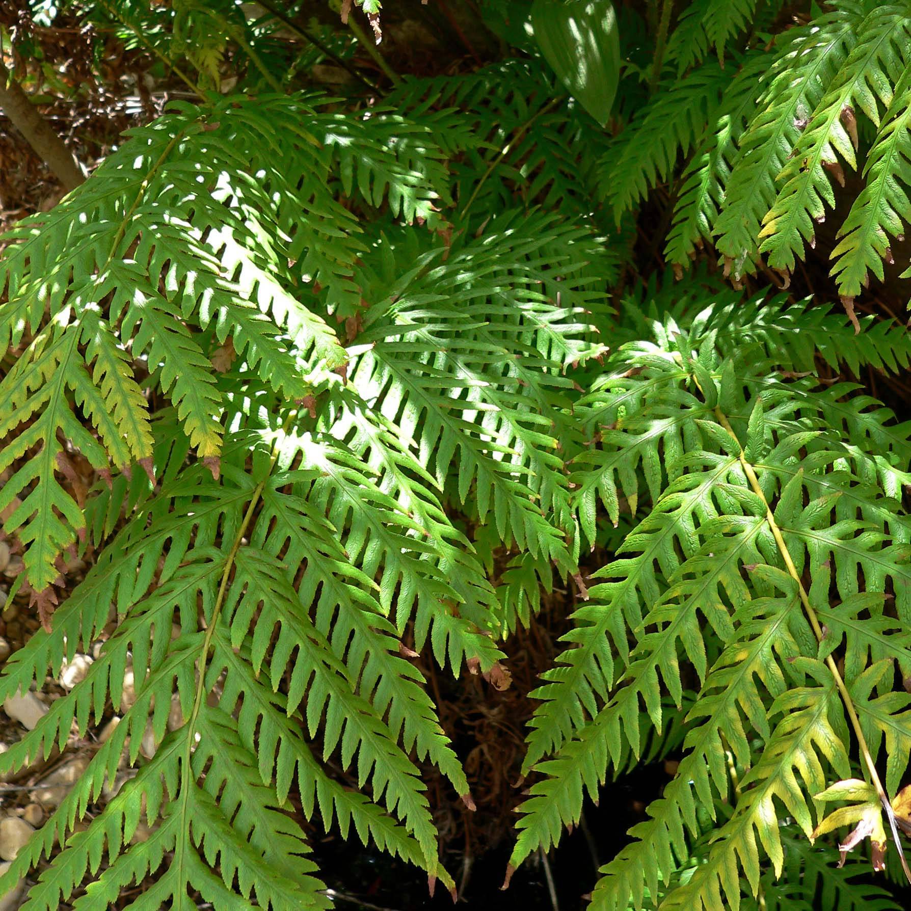 Woodwardia fimbriata - Fougère Godet de 8/9 cm