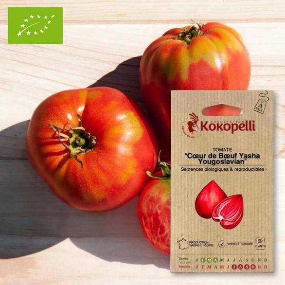 Tomate Cœur de Bœuf Yasha Yougoslavian- Graines bio à semer - Image 1