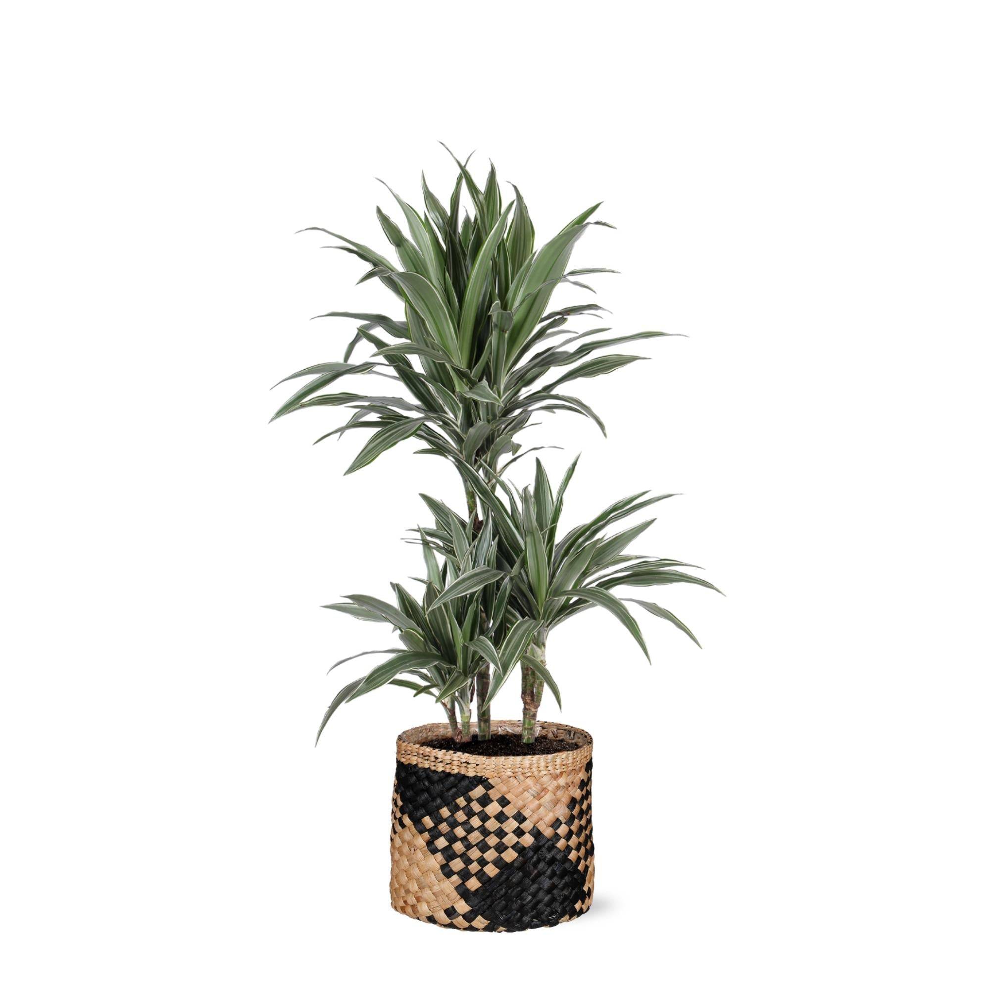 La Green Touch - Dracaena Warneckii et son pot- La Green Touch Panier naturel Noir - Hauteur 65cm