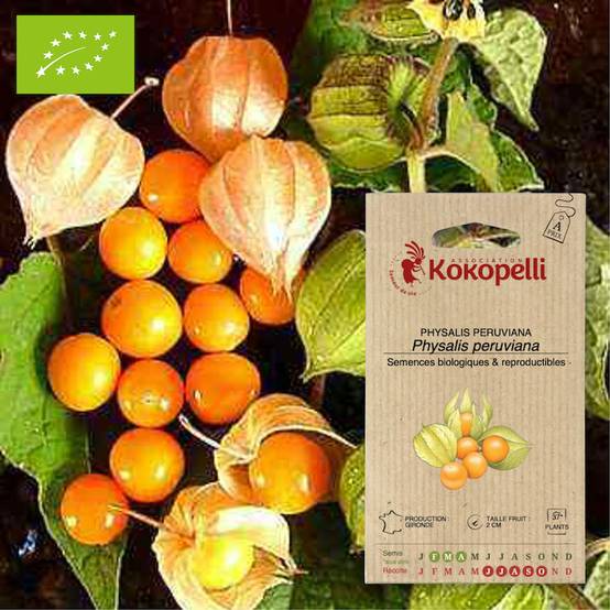 Physalis Peruviana Coqueret du Pérou- Graines bio à semer