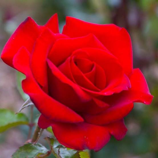 Rosier 'Grimpant Le Grand Huit' ® (Rosa 'Le Grand Huit' ®) - Conteneur 3L - Pépinières Naudet - Image 1