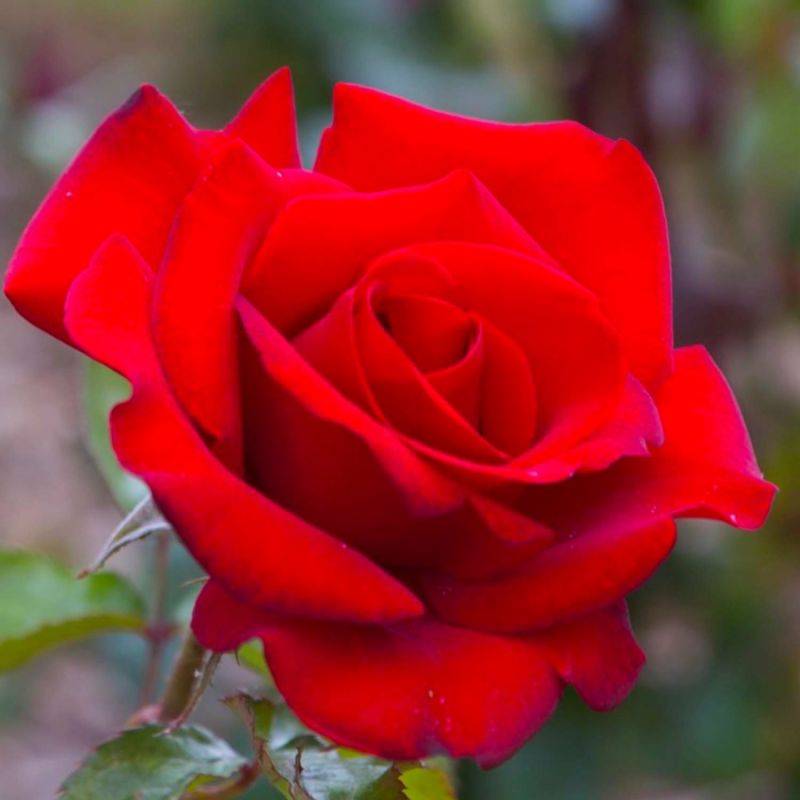 Rosier 'Grimpant Le Grand Huit' ® (Rosa 'Le Grand Huit' ®) - Conteneur 3L - Pépinières Naudet - Image 1