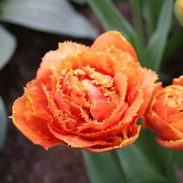 Promesse de Fleurs - Tulipe dentelée double Sensual Touch Bulbe calibre 11+ (par 6)