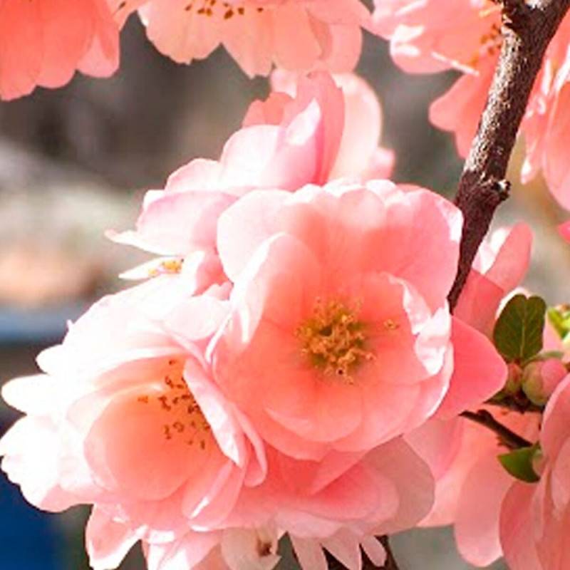 Cognassier du Japon Falconnet charlet, Chaenomeles à fleurs Rose - feuillage Caduc - Pot de 3L - 20/40 cm- hauteur à maturité De 3,00 m à 5,00 m - Image 4
