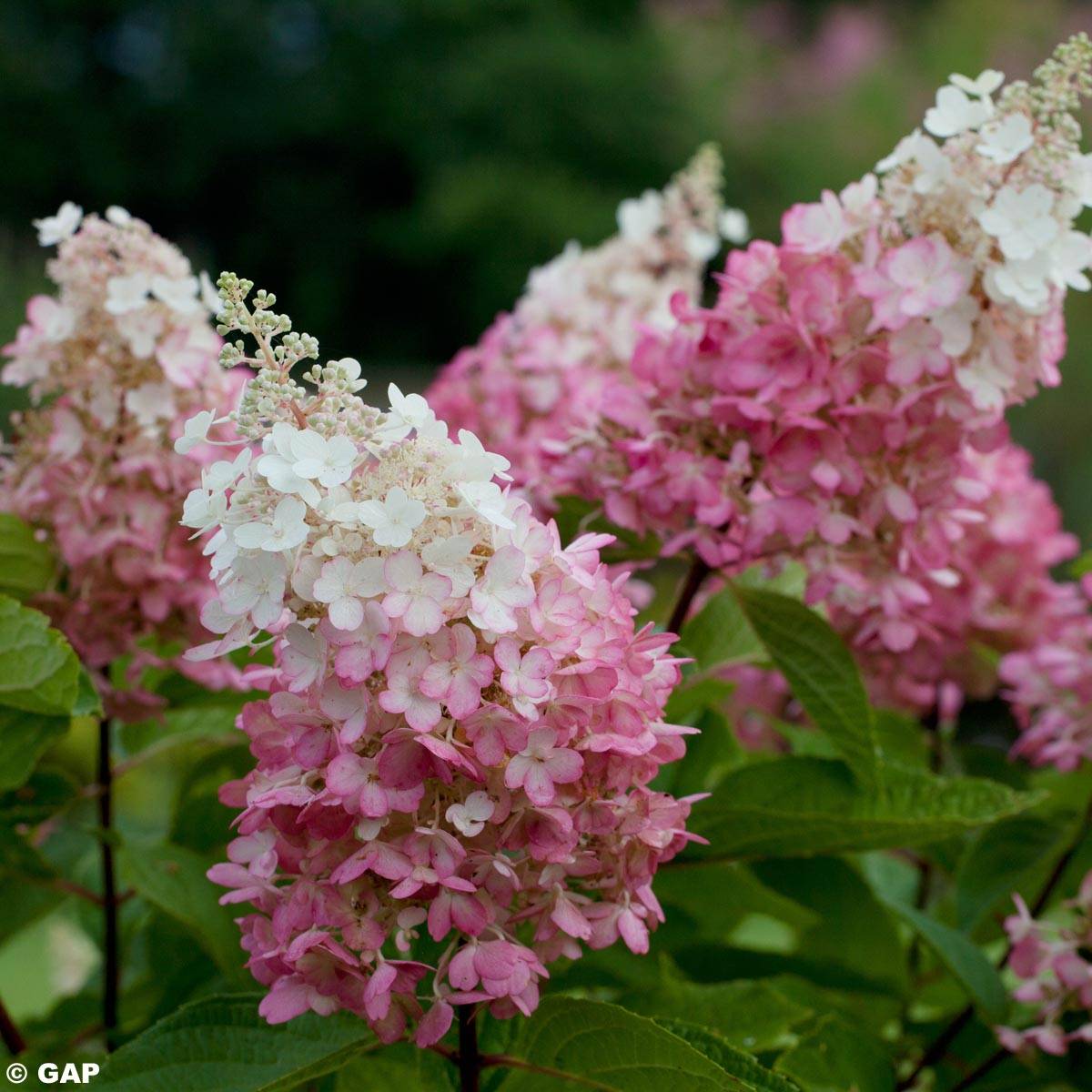 Promesse de Fleurs - Hydrangea paniculata Pinky Winky - Hortensia paniculé Pot de 3L/4L - Image 1