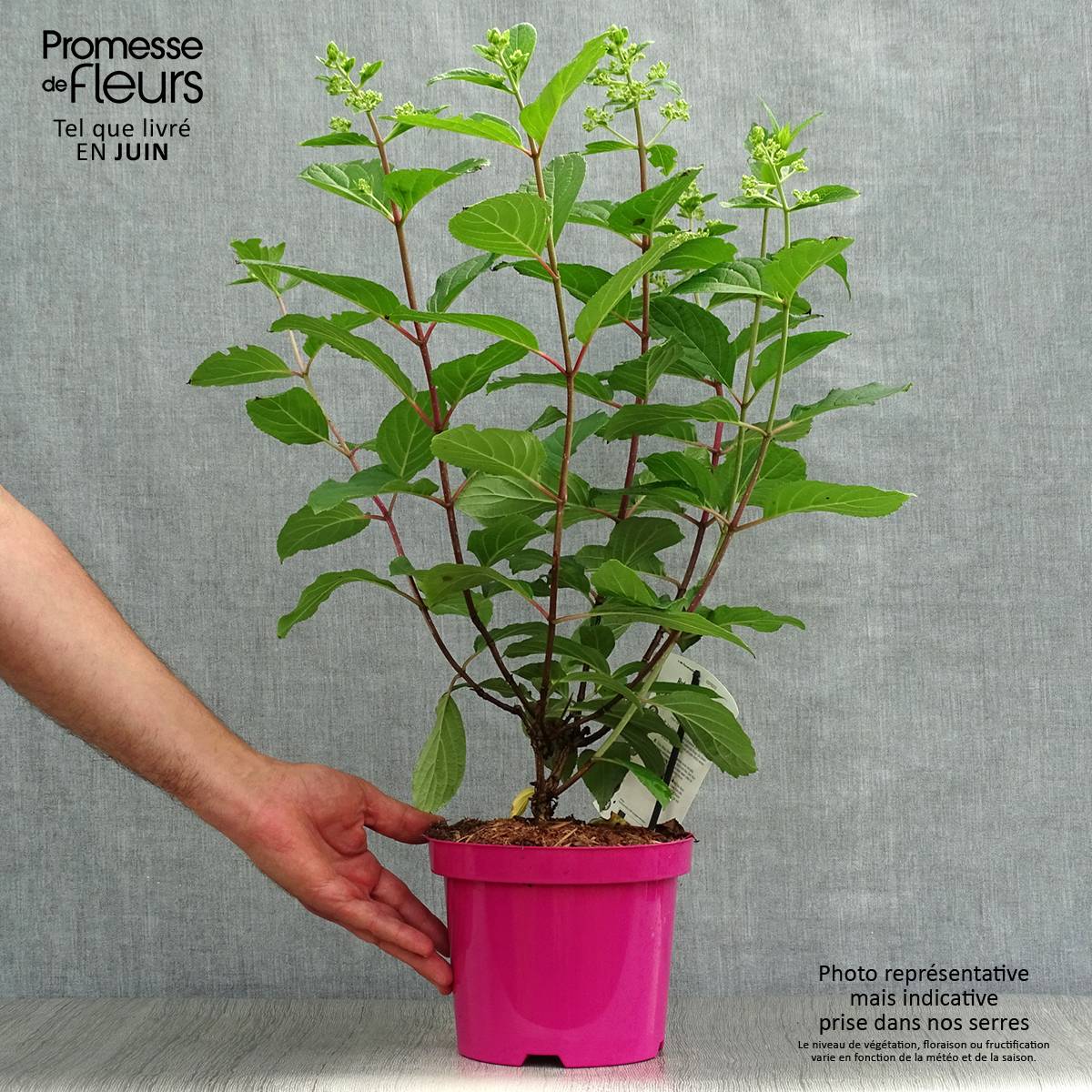 Promesse de Fleurs - Hydrangea paniculata Pinky Winky - Hortensia paniculé Pot de 3L/4L - Image 2