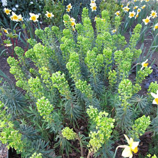 Euphorbe characias Humpty Dumpty Godet de 8/9 cm