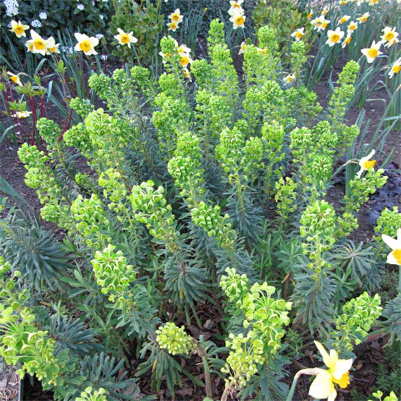 Euphorbe characias Humpty Dumpty Godet de 8/9 cm