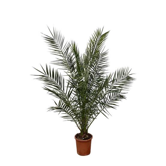 Phoenix Canariensis - D24 H170cm