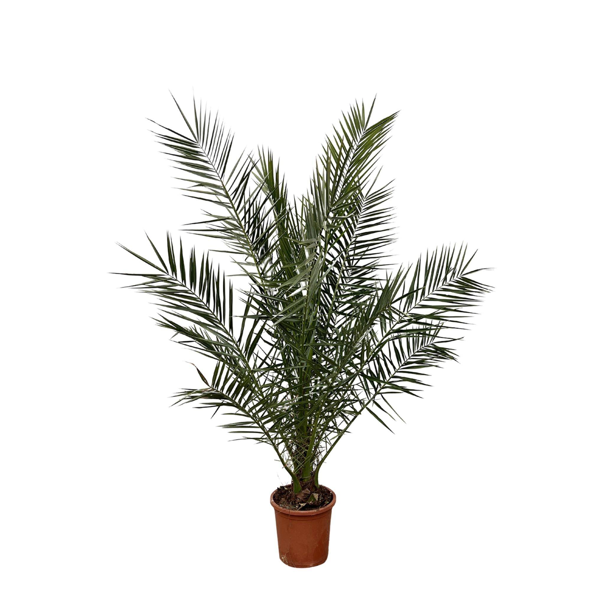 Phoenix Canariensis - D24 H170cm