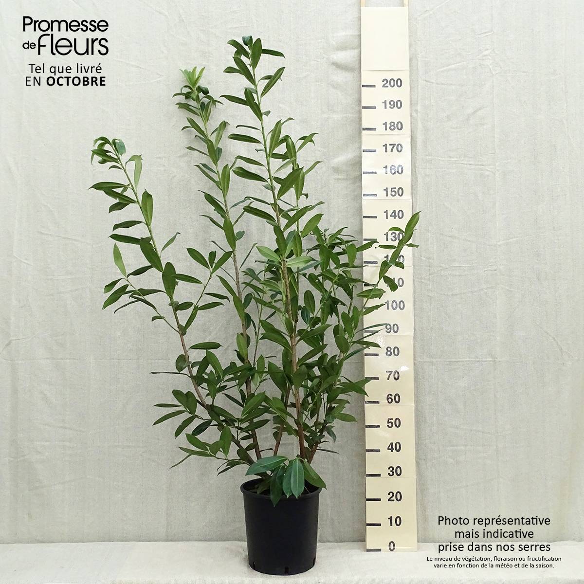 Promesse de Fleurs - Laurier cerise - Prunus laurocerasus Caucasica - Laurier Palme - Laurier du Caucase Pot de 12L/15L - Image 2