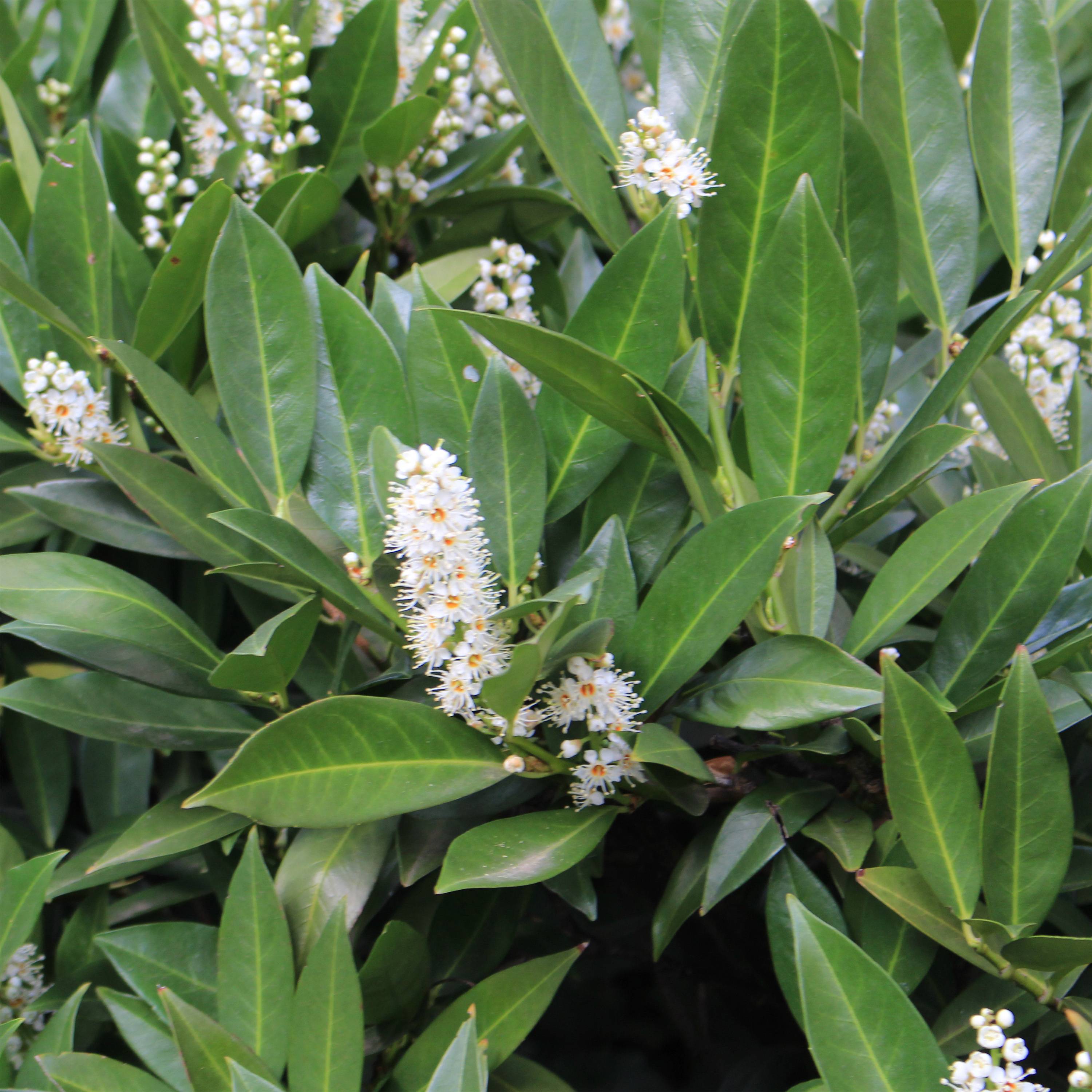 Promesse de Fleurs - Laurier cerise -  Prunus laurocerasus Caucasica - Laurier Palme - Laurier du Caucase Pot de 12L/15L