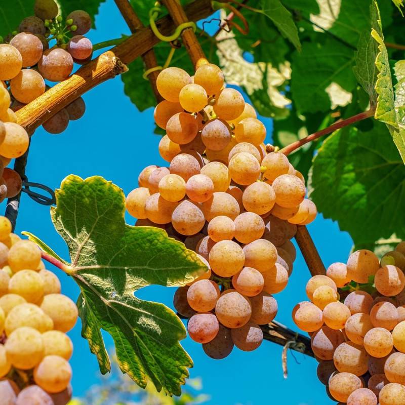 Vigne fraise Noah, Vigne de table - Pot de 3L - Echelle bambou 60/120 cm - Imagen 6
