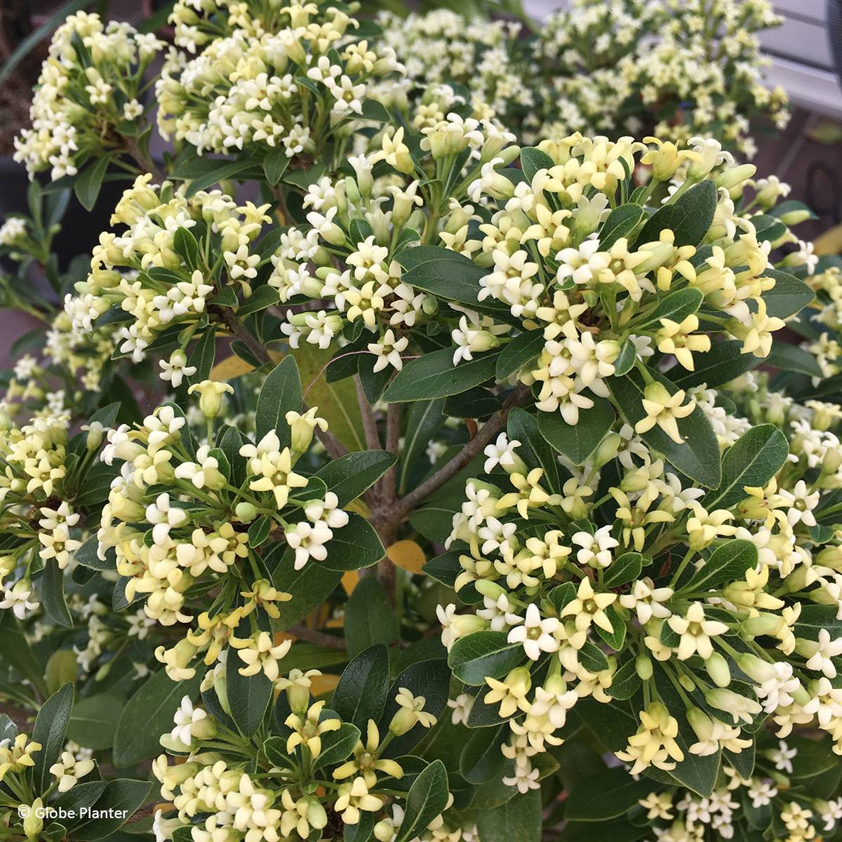 Promesse de Fleurs - Pittosporum Green Mound Pot de 7,5L/10L