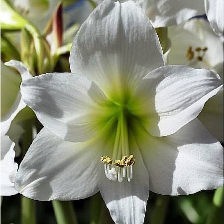 Promesse de Fleurs - Amaryllis pluriflore White Garden - Hippeastrum Bulbe calibre I