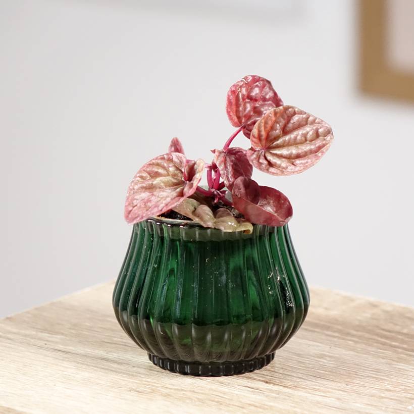 Peperomia caperata Quito Pot de 12 cm / 13 cm