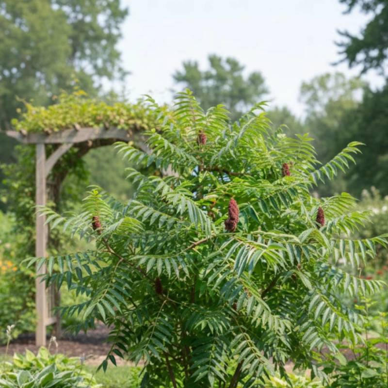 Sumac de Virginie, Rhus - Pot de 5L - Touffe - Image 3