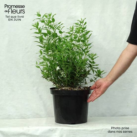Deutzia gracilis Nikko Pot de 7,5L/10L - Image 2