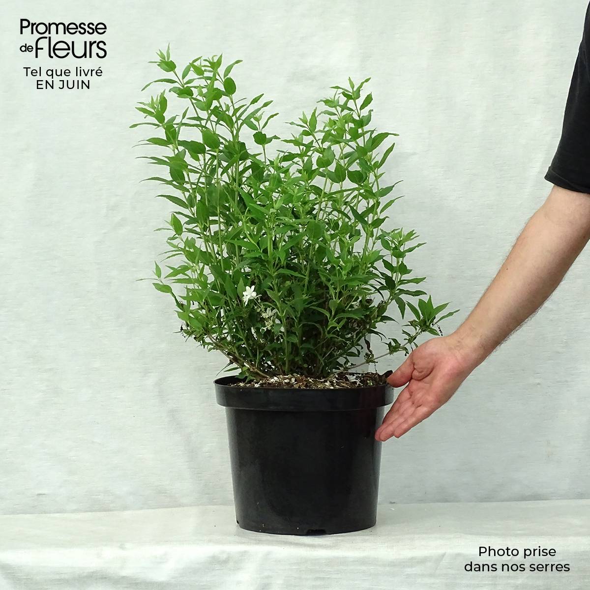 Deutzia gracilis Nikko Pot de 7,5L/10L - Image 2