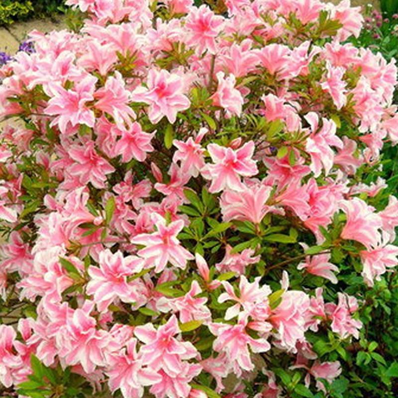 Promesse de Fleurs - Azalée japonaise Melle - Rhododendron hybride Pot de 2L/3L - Image 1