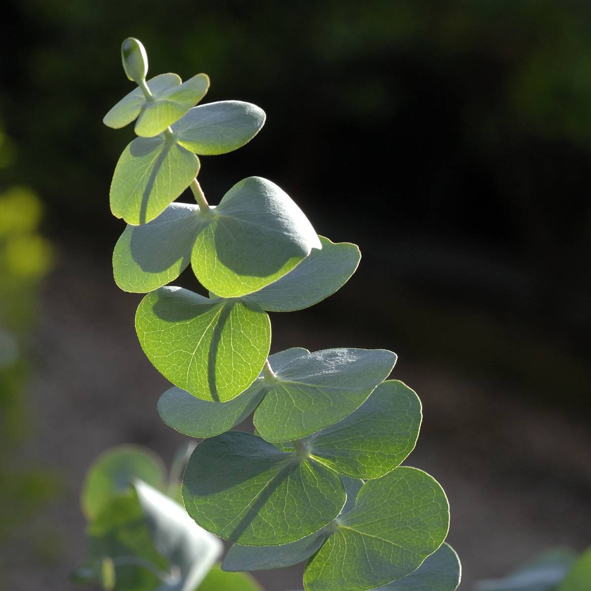 Graines d'Eucalyptus pulverulenta Baby Blue Spiral - Graines