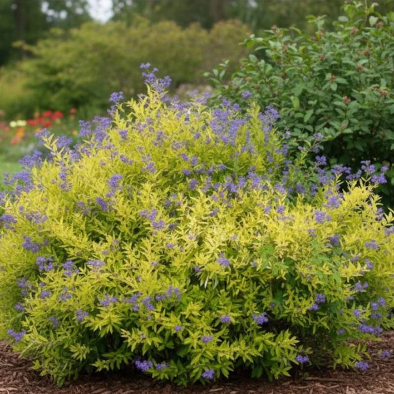 Caryopteris Worcester Gold, Spirée bleue, Barbe bleue à fleurs Bleue/ - feuillage Caduc - Pot de 3L - 20/40 cm - Image 2