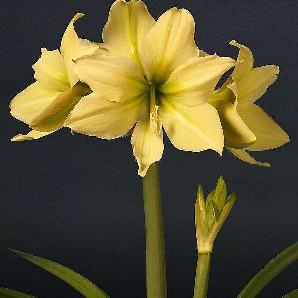 Promesse de Fleurs - Amaryllis Yellow Star - Hippeastrum  Bulbe calibre 24/26