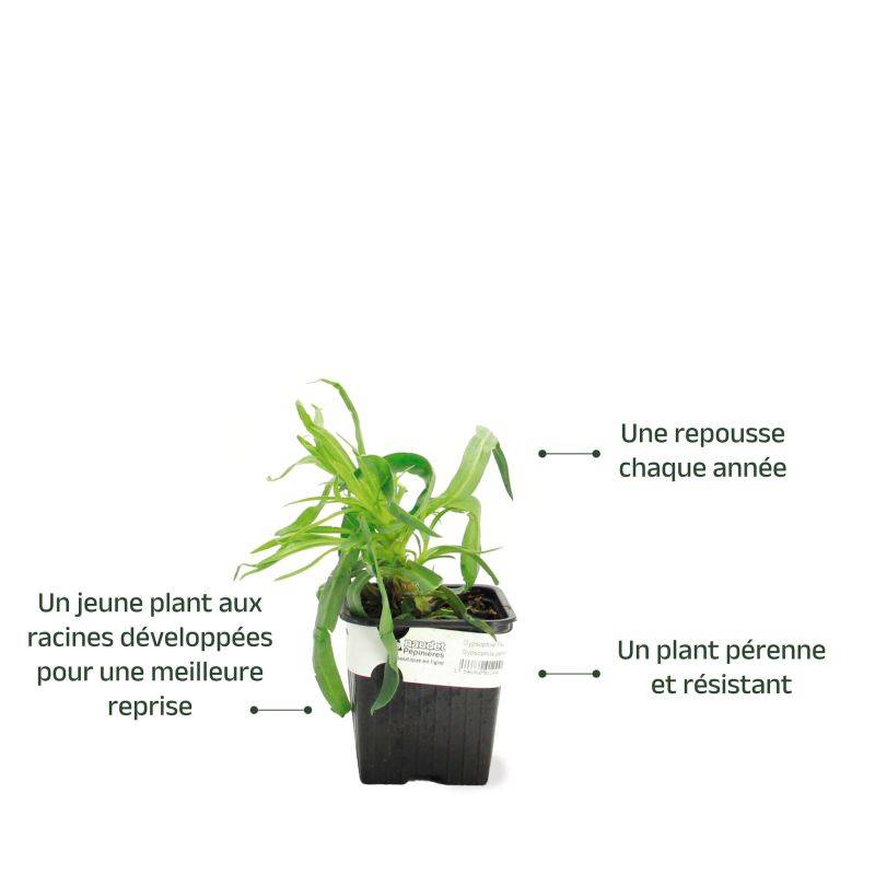 3 Gypsophiles Paniculé 'Bristol Fairy' (Gypsophila Paniculata) - Lot de 3 vivaces - Pépinières Naudet - Imagen 3