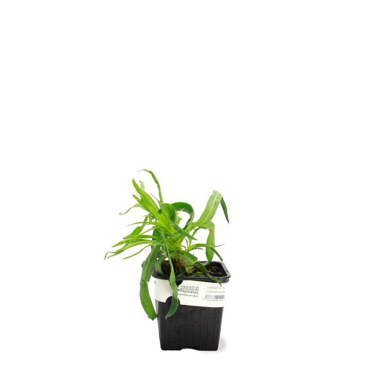 3 Gypsophiles Paniculé 'Bristol Fairy' (Gypsophila Paniculata) - Lot de 3 vivaces - Pépinières Naudet - Imagen 2