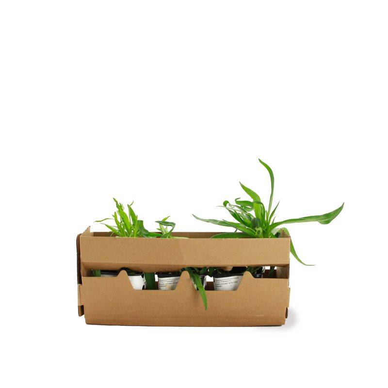 3 Gypsophiles Paniculé 'Bristol Fairy' (Gypsophila Paniculata) - Lot de 3 vivaces - Pépinières Naudet - Imagen 4