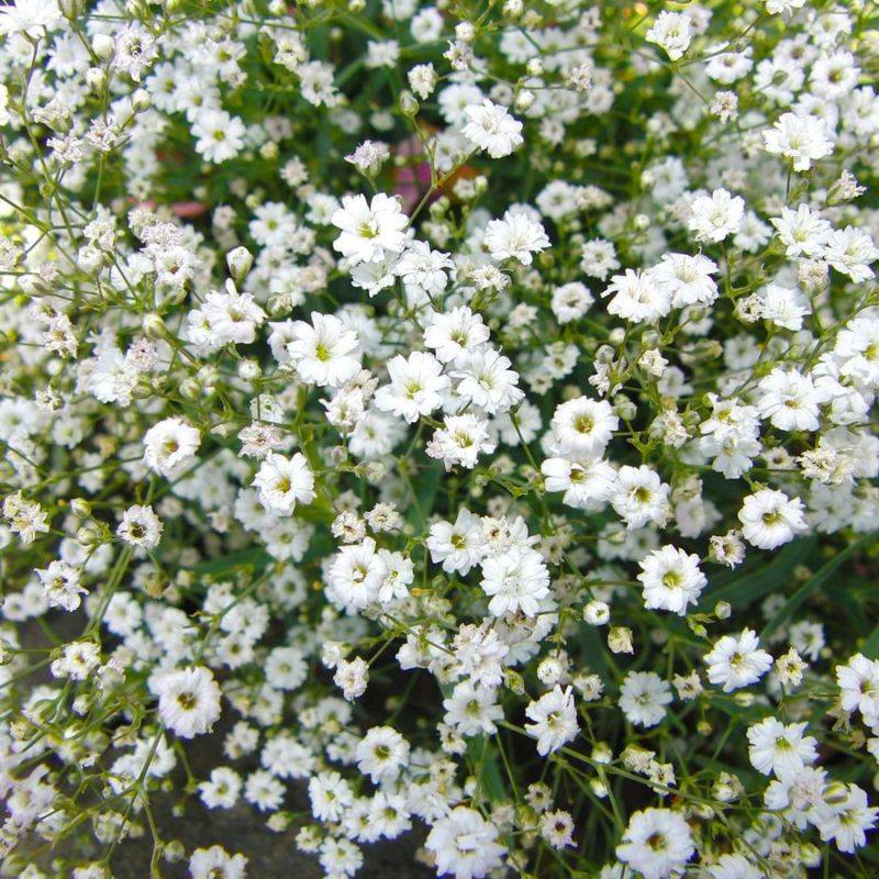 3 Gypsophiles Paniculé 'Bristol Fairy' (Gypsophila Paniculata) - Lot de 3 vivaces - Pépinières Naudet - Imagen 1