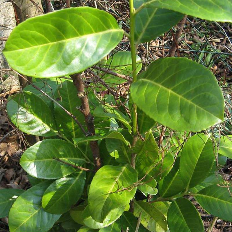 Laurier cerise - Prunus laurocerasus Rotundifolia Pot de 3L/4L - Image 1